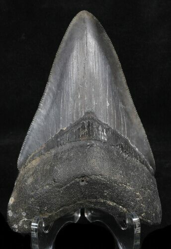 Serrated, Megalodon Tooth - Georgia #37860